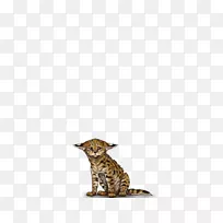 大猫猎豹陆生动物尾猫