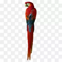 金刚鹦鹉羽毛喙红鹦鹉