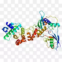 rangp 1基因gtp酶激活蛋白-Quebe姐妹带