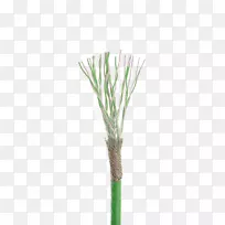 大蒜素威尔士菜植物茎草
