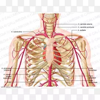 滑车上动脉头颈解剖颈外动脉-肾动脉