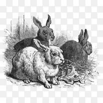 家养兔复活节兔
