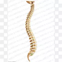 脊柱骨解剖生理学人体骨骼-骨骼
