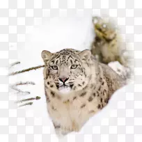 雪豹，大猫，土豹