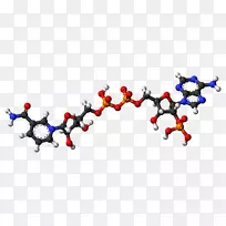 球棒模型烟酰胺腺嘌呤二核苷酸磷酸烟酸腺嘌呤二核苷酸磷酸两性离子