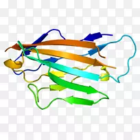 髓鞘蛋白零外周髓鞘蛋白22髓鞘碱性蛋白糖蛋白