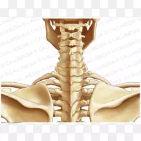 颈部后三角人体解剖