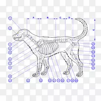 狗骨骼解剖-狗
