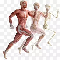 骨骼肌人体骨骼肌肉系统人体骨骼