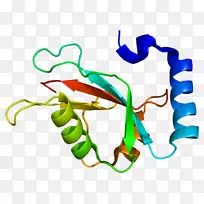 map1lc3b结构蛋白溶酶体自噬