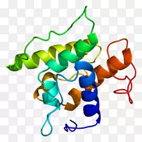 转明胶基因蛋白肌动蛋白-放射结合蛋白