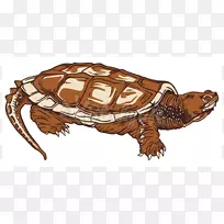 箱形海龟-普通海龟