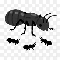 蚂蚁働きアリの法則蜂后昆虫-蚊子
