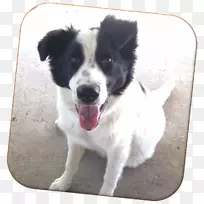 犬种边境牧羊犬稀有品种(狗)粗糙牧羊犬品种群(狗)-边境牧羊犬混配