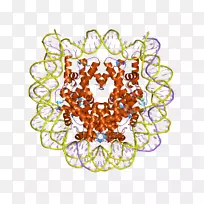 组蛋白dna细胞染色质RNA
