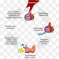 甲状腺激素代谢