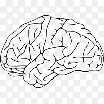 人脑剪贴画轮廓-脑
