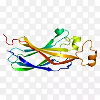 ASF1A伴侣蛋白组蛋白基因