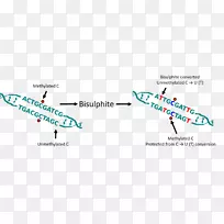 胞嘧啶DNA甲基化甲基-DNA聚合酶δ