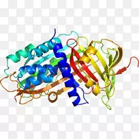 α-1-蛋白酶抑制剂α1-抗胰蛋白酶缺乏症蛋白结构中性粒细胞弹性蛋白酶-雪旺氏菌