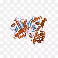 胆碱乙酰转移酶乙酰胆碱酶-酶
