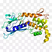 NEIL 1 DNA糖基切除修复蛋白基因裂解酶