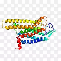 黑素皮质素4受体黑皮素受体g蛋白偶联受体-受体