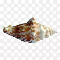 海蜗牛-海螺