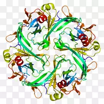 Kir2.1内向整流钾通道蛋白Andersen-Tawil综合征