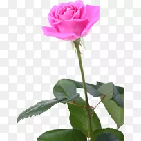 花园玫瑰，卷心菜，玫瑰，玫瑰，花卉，静物：粉红色玫瑰-花朵