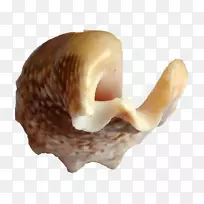 海螺海螺