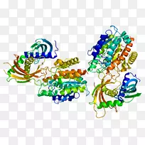 谷氨酸羧肽酶Ⅱ蛋白cpa 3基因