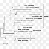 系统发育树担子菌Russulaceae Lax库文献-系统发育树