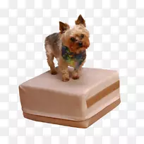 约克郡猎犬牡蛎小狗繁殖蓝小狗