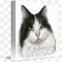 亚洲半长毛西伯利亚猫缅因州内白龙拉格慕猫玛丽猫