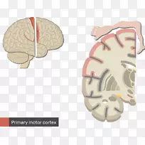 多极神经元中枢神经系统脑-脑