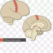 原发性体感皮层大脑皮质顶叶回脑