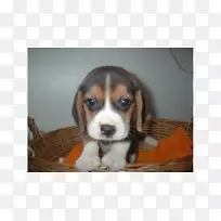 猎犬-芬兰猎犬-哈密顿猎犬-小狗