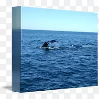 灰鲸双头座头鲸海豚水鲸尾