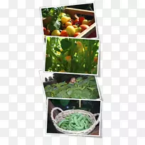 叶菜、素食、天然食品、草本植物