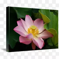 玫瑰科mtn组莲花-m神圣莲花
