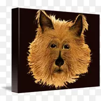澳大利亚猎犬，凯恩猎犬，爱尔兰猎犬，犬种-澳大利亚