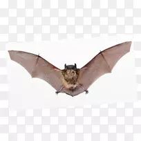 小棕色蝙蝠，小老鼠耳蝙蝠，小大脚蝙蝠，大老鼠耳蝙蝠