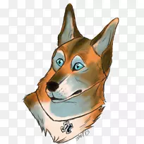 犬种澳洲牧羊犬须鼻爪