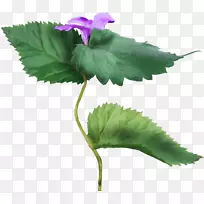草本植物彩色紫罗兰剪贴画-фиолетовыецветы