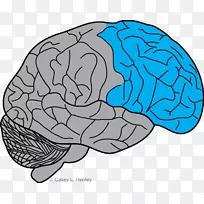 脑额叶前额皮质运动皮质-脑