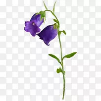 灯具灯笼街灯白炽灯泡-фиолетовыецветы