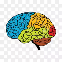 人脑大脑半球画夹艺术-大脑