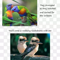 笑鸟，澳洲鸟，蓝翅鸟，彩虹鸟