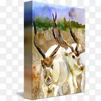 驯鹿羚羊鹿群野生动物水彩画自然